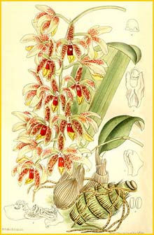   ( Dendrobium munificum ) Curtis's Botanical Magazine 1911