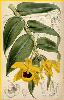   ( Dendrobium ochreatum ) Curtis's Botanical Magazine 1849