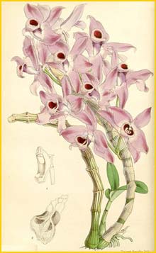   ( Dendrobium parishii ) Curtis's Botanical Magazine 