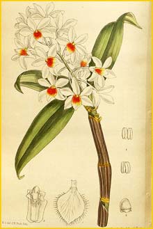   ( Dendrobium palpebrae ) Curtis's Botanical Magazine