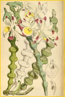    ( Dendrobium pendulum ) Curtis's Botanical Magazine 1869