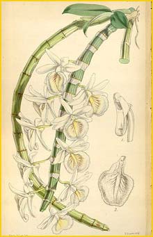    ( Dendrobium polyanthum ) Curtis's Botanical Magazine 1852