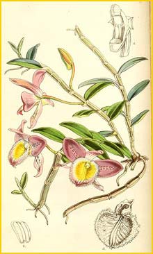    ( Dendrobium pulchellum ) Curtis's Botanical Magazine