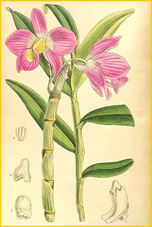    ( Dendrobium regium ) Curtis's Botanical Magazine