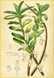    ( Dendrobium revolutum ) Curtis's Botanical Magazine
