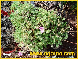   .  ( Erodium petraeum ssp. glandulosum )