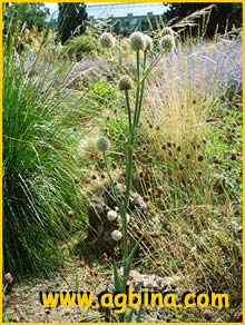   (Eryngium yuccifolium)