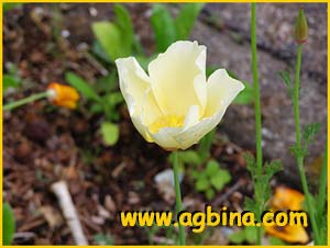    ( schscholzia californica alba )