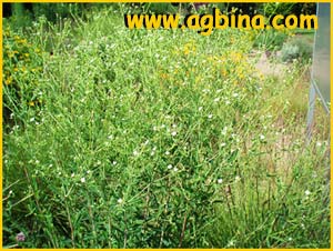   ( Euphorbia corollata )