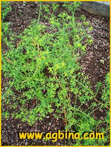    ( Euphorbia exigua )
