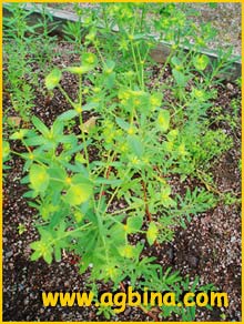   ( Euphorbia segetalis )