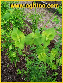    ( Euphorbia terracina )