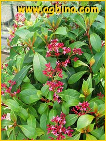    ( Fuchsia arborescens )