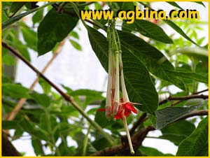    ( Fuchsia corymbiflora )