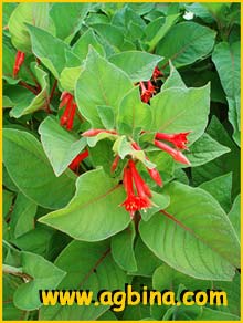   .  ( Fuchsia fulgens var. miniata )