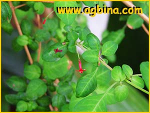  ( Fuchsia michoacanensis )