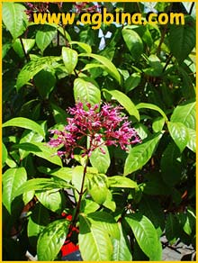   ( Fuchsia paniculata )