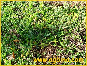     ( Disphyma  / Mesembryanthemum crassifolium )