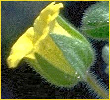   .  ( Emmenanthe penduliflora var. penduliflora )