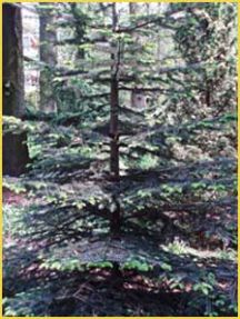   ( Abies nebrodensis )