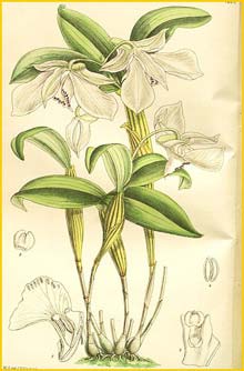   ( Dendrobium rhodostictum ) Curtis's Botanical Magazine  1903