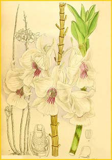    ( Dendrobium sanderae ) Curtis's Botanical Magazine  (1910)
