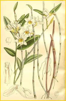    ( Dendrobium sarmentosum ) Curtis's Botanical Magazine  (1897)