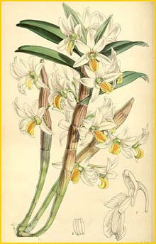    ( Dendrobium scabrilingue ) Curtis's Botanical Magazine  (1865)