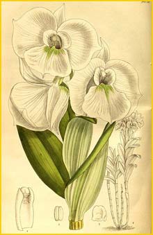    ( Dendrobium schuetzei ) Curtis's Botanical Magazine  (1913)