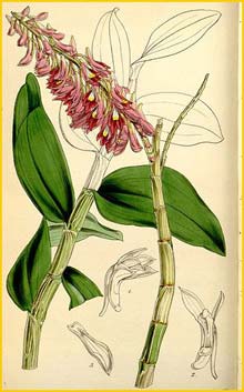    ( Dendrobium secundum ) Curtis's Botanical Magazine 