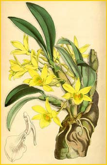    ( Dendrobium senile ) Curtis's Botanical Magazine