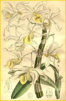    ( Dendrobium signatum ) Curtis's Botanical Magazine (1896)