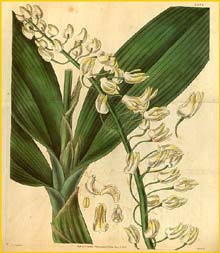    ( Dendrobium speciosum ) Curtis's Botanical Magazine (1831)