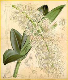    .  ( Dendrobium speciosum var. hillii ) Curtis's Botanical Magazine (1861)