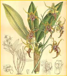    ( Dendrobium spectabile ) Curtis's Botanical Magazine (1900)