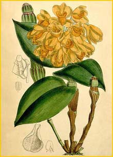    ( Dendrobium sulcatum ) Curtis's Botanical Magazine (1887)