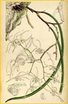    ( Dendrobium teretifolium ) Curtis's Botanical Magazine (1853)