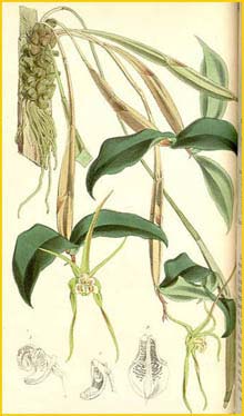    ( Dendrobium tetragonum ) Curtis's Botanical Magazine 