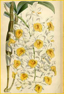   ( Dendrobium thyrsiflorum ) Curtis's Botanical Magazine (1869)