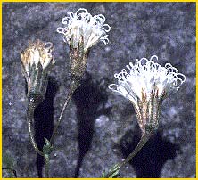    ( Chaenactis carphoclinia )
