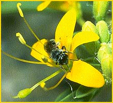    ( Cleomella obtusifolia )