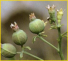   .  ( Comandra umbellata ssp. californica)