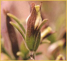   ( Cordylanthus tenuis )