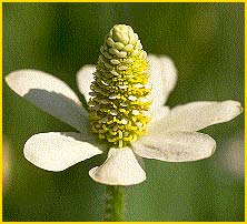   (Anemopsis californica )