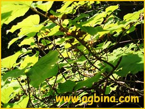   . -  ( amamelis japonica var. flavo-purpurascens )