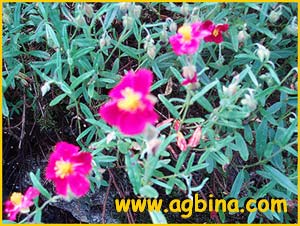   .  ( elianthemum apenninum var. roseum )