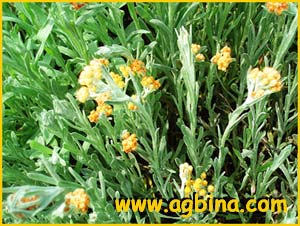   ( Helichrysum arenarium )