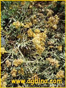  - ( elichrysum thianshanicum )