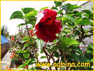    ( Hibiscus rosa-sinensis )