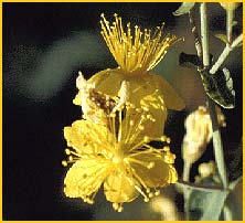    .  (Hypericum formosum var. scouleri )